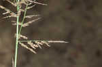 Redtop panicgrass